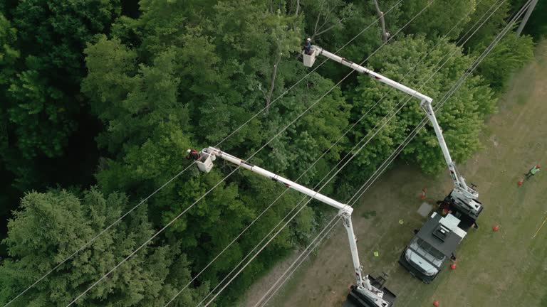 How Our Tree Care Process Works  in Alexandria, VA